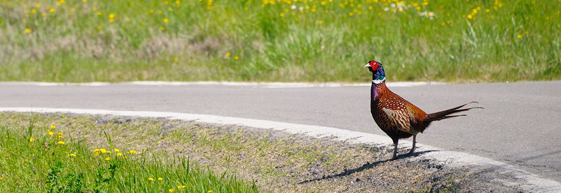 Picture of a male ring neck pheasant roaming next to the road.